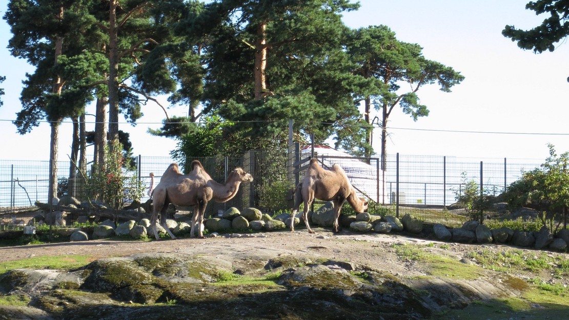 Visit at the Korkeasaari Zoo